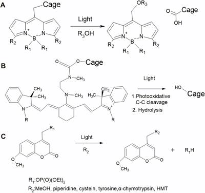 Development of label-free light-controlled gene expression technologies using mid-IR and terahertz light